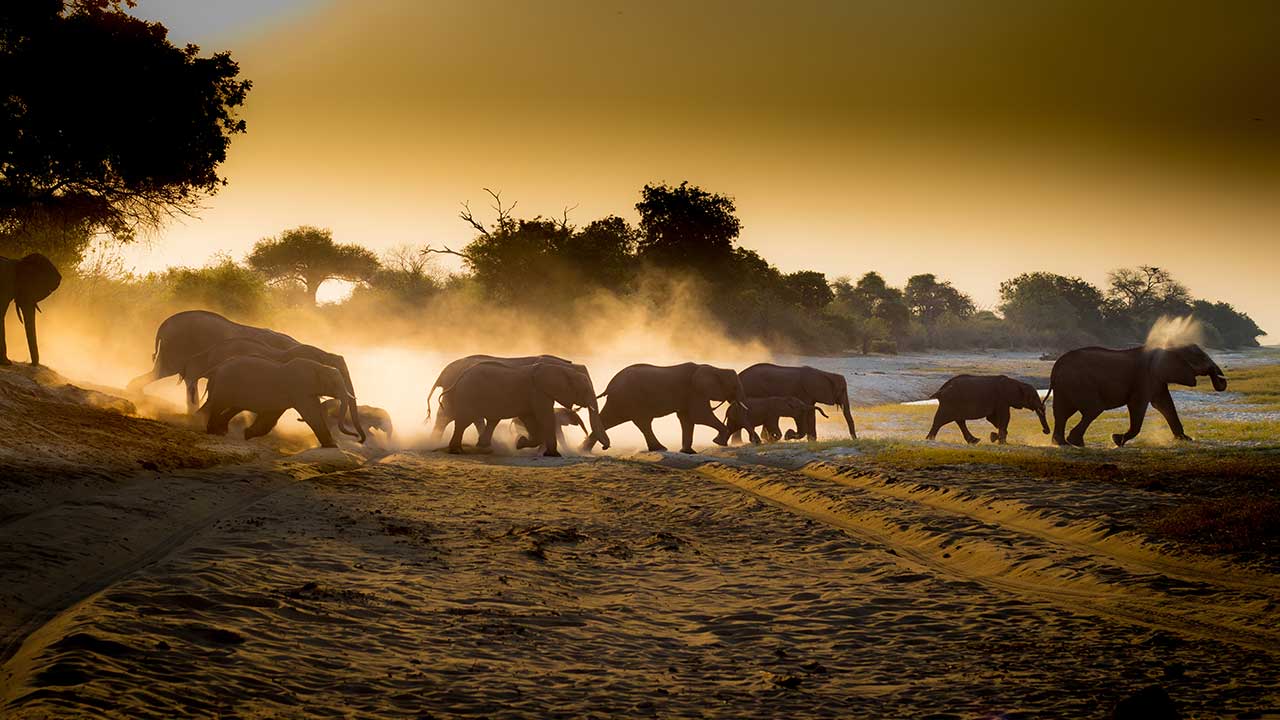 Chobe-Moremi-Okavango-Delta-Elephant-Crossing