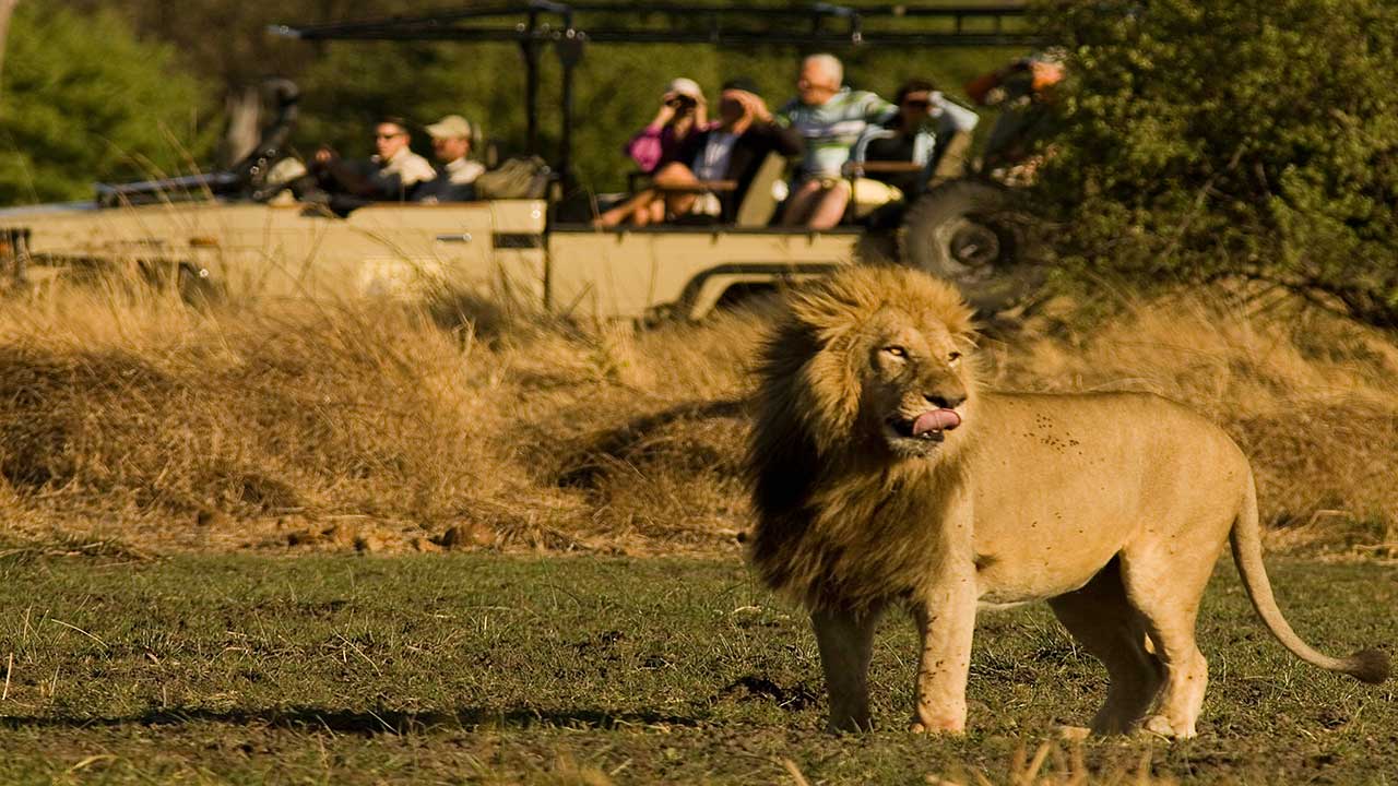 Lion-on-game-drive