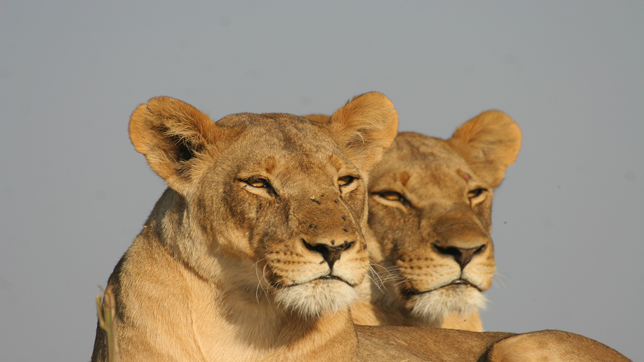 Central Kalahari Lioness