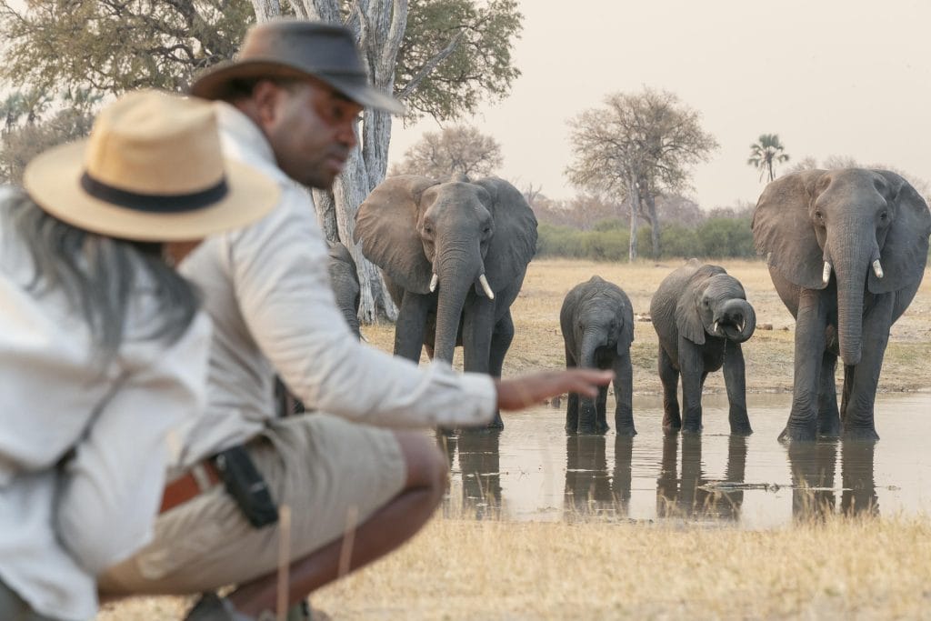 Zimbabwe safari