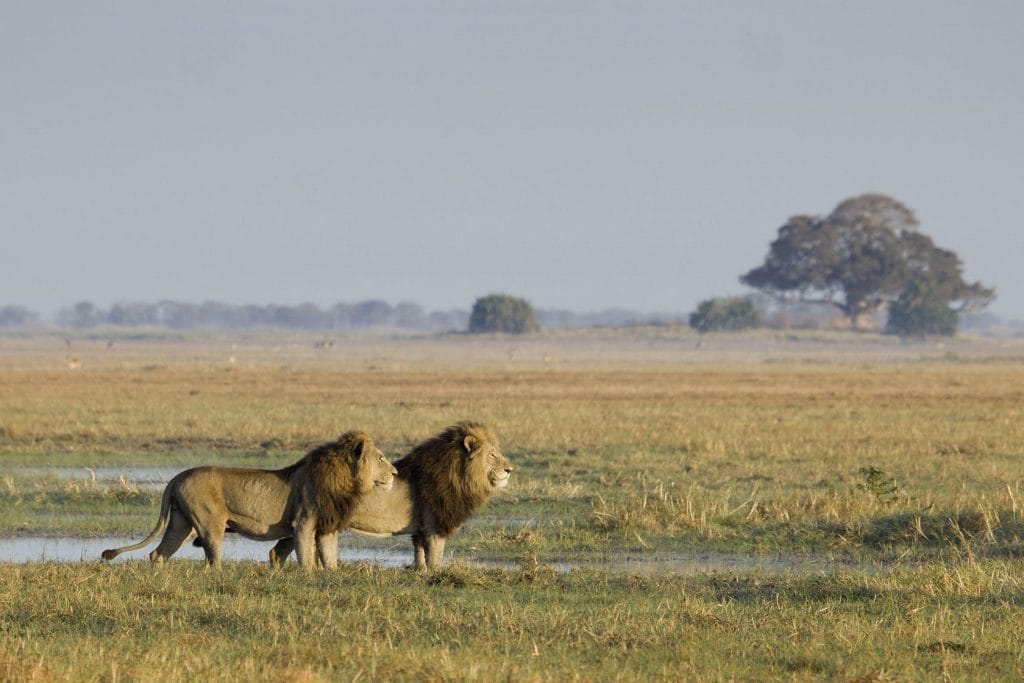 Busanga Bush Camp, lion