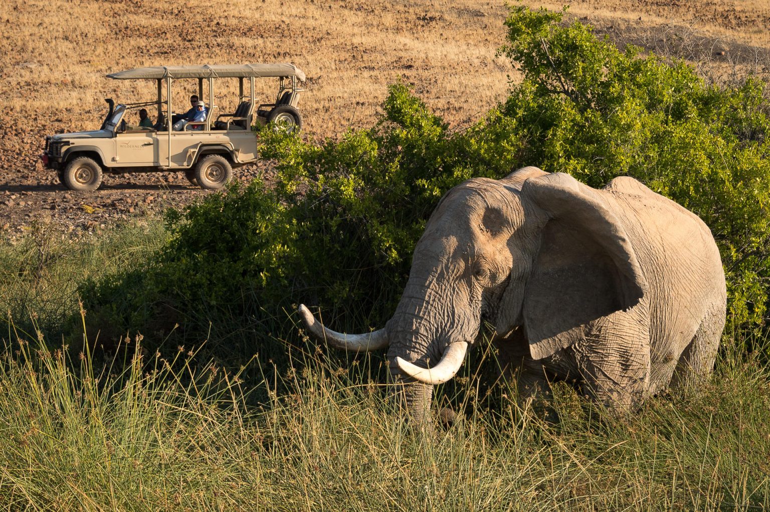 Wilderness Desert Rhino Camp, elephant