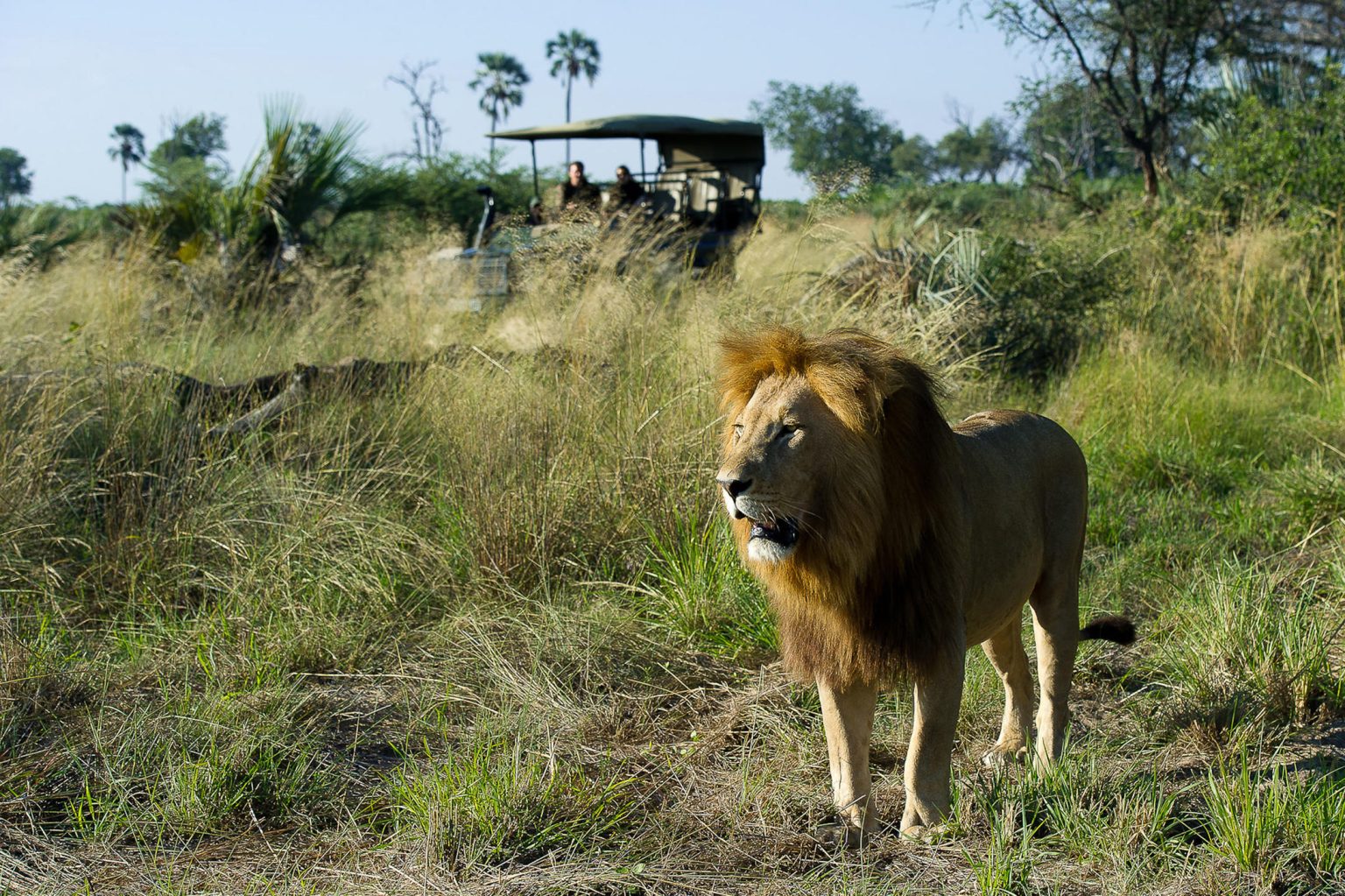 Kwetsani Camp, lion