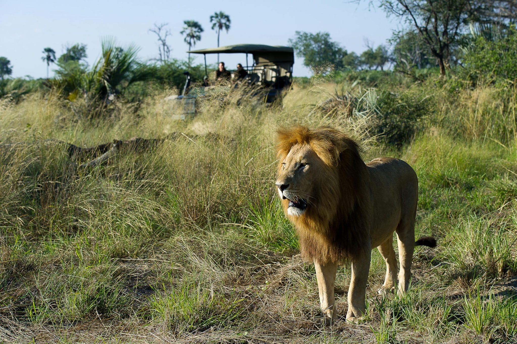 lion-king-safaris-in-africa-made-in-africa-tours-safaris