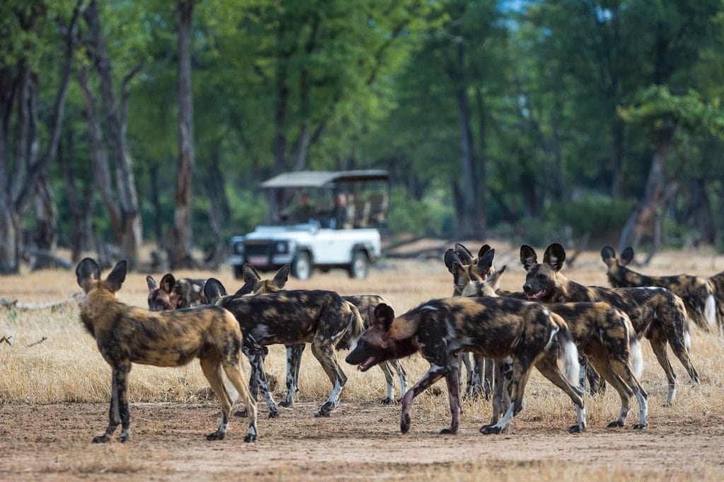 Zimbabwe safari