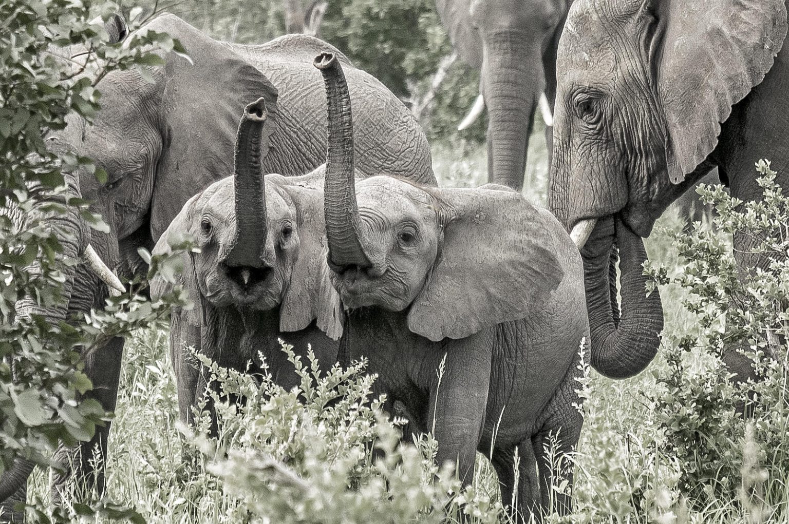 Moremi Crossing, elephant herd