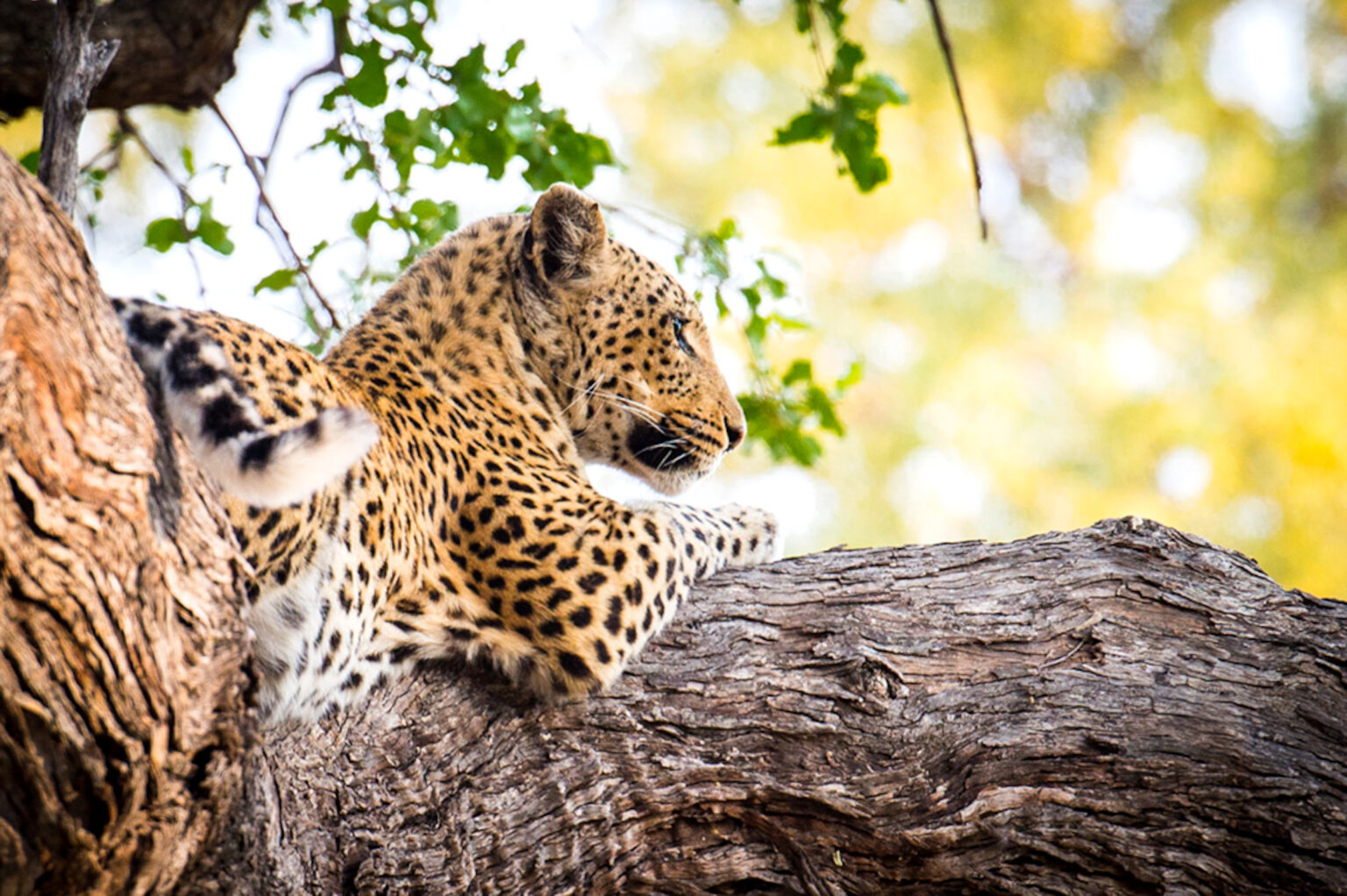 Sunway Botswana Moremi leopard Gianluca Trainito 12-12