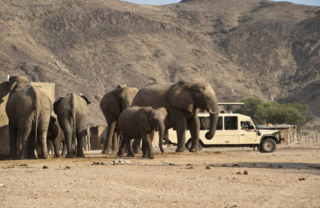 tailor-made safaris