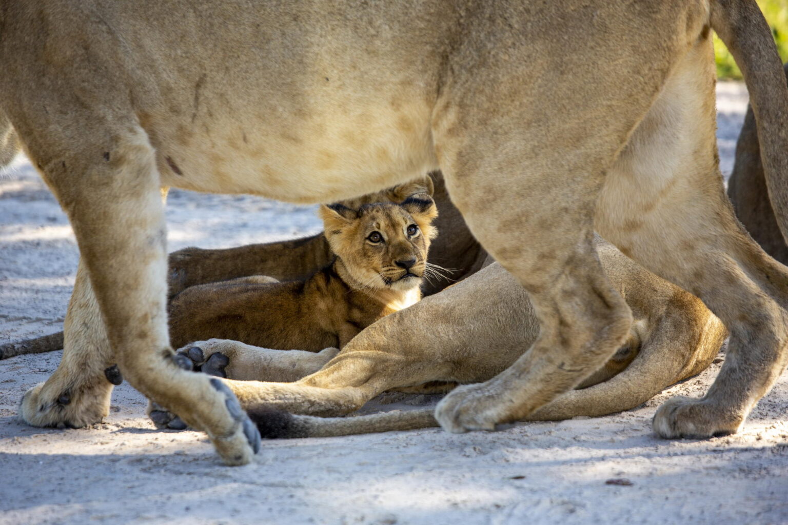 Little Sable camp okavango delta