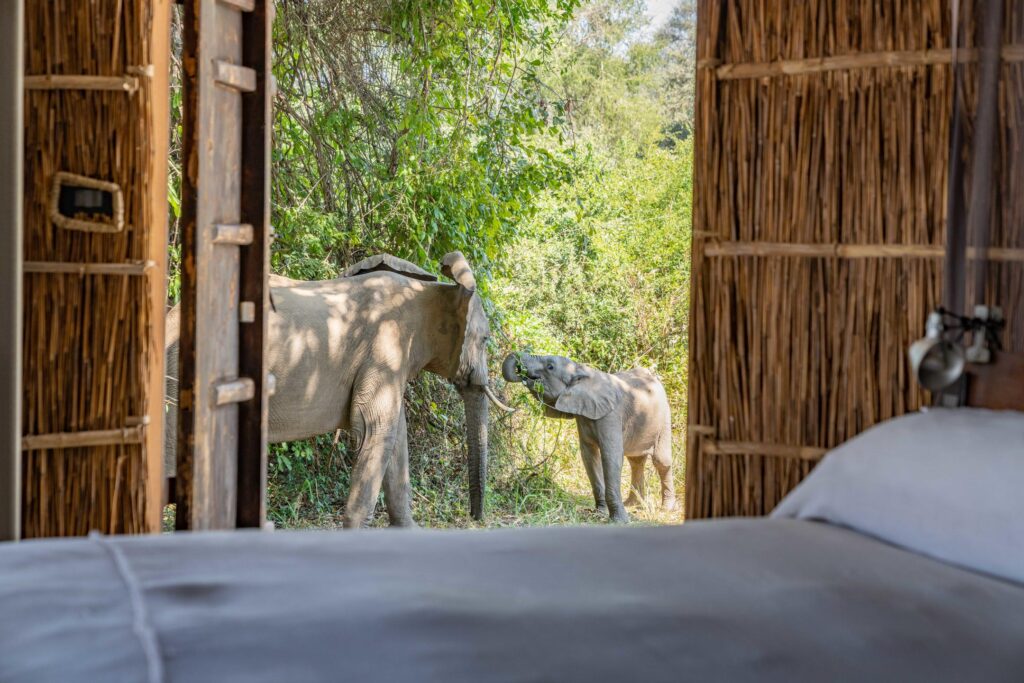 Zambia safari