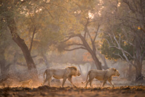 Zimbabwe safari,