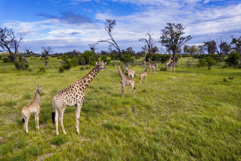 Chobe Okavango Khwai safari