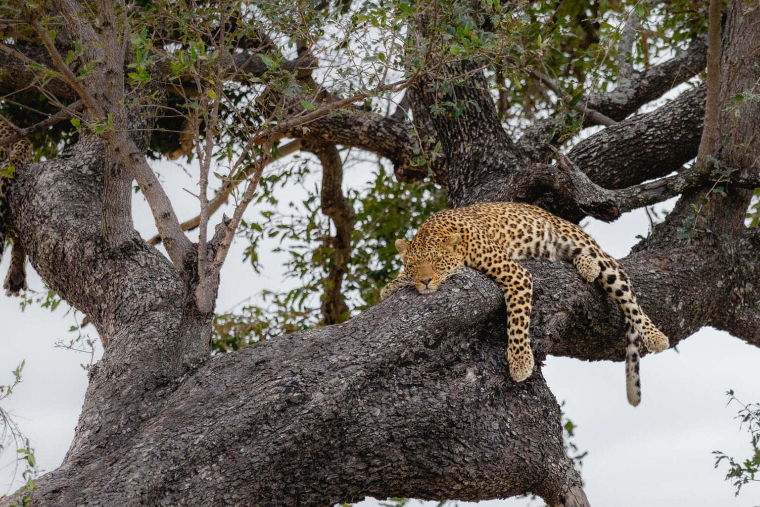 Chobe Okavango Khwai safari