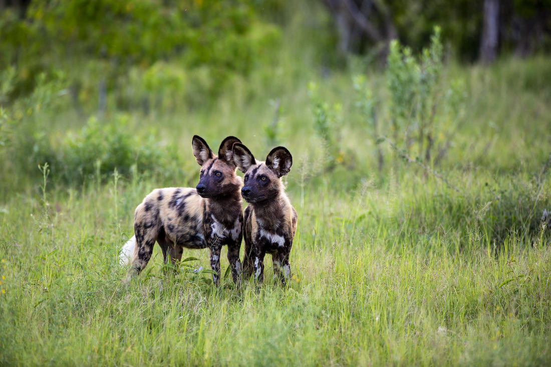 Moremi & Okavango Delta Lodge Safari