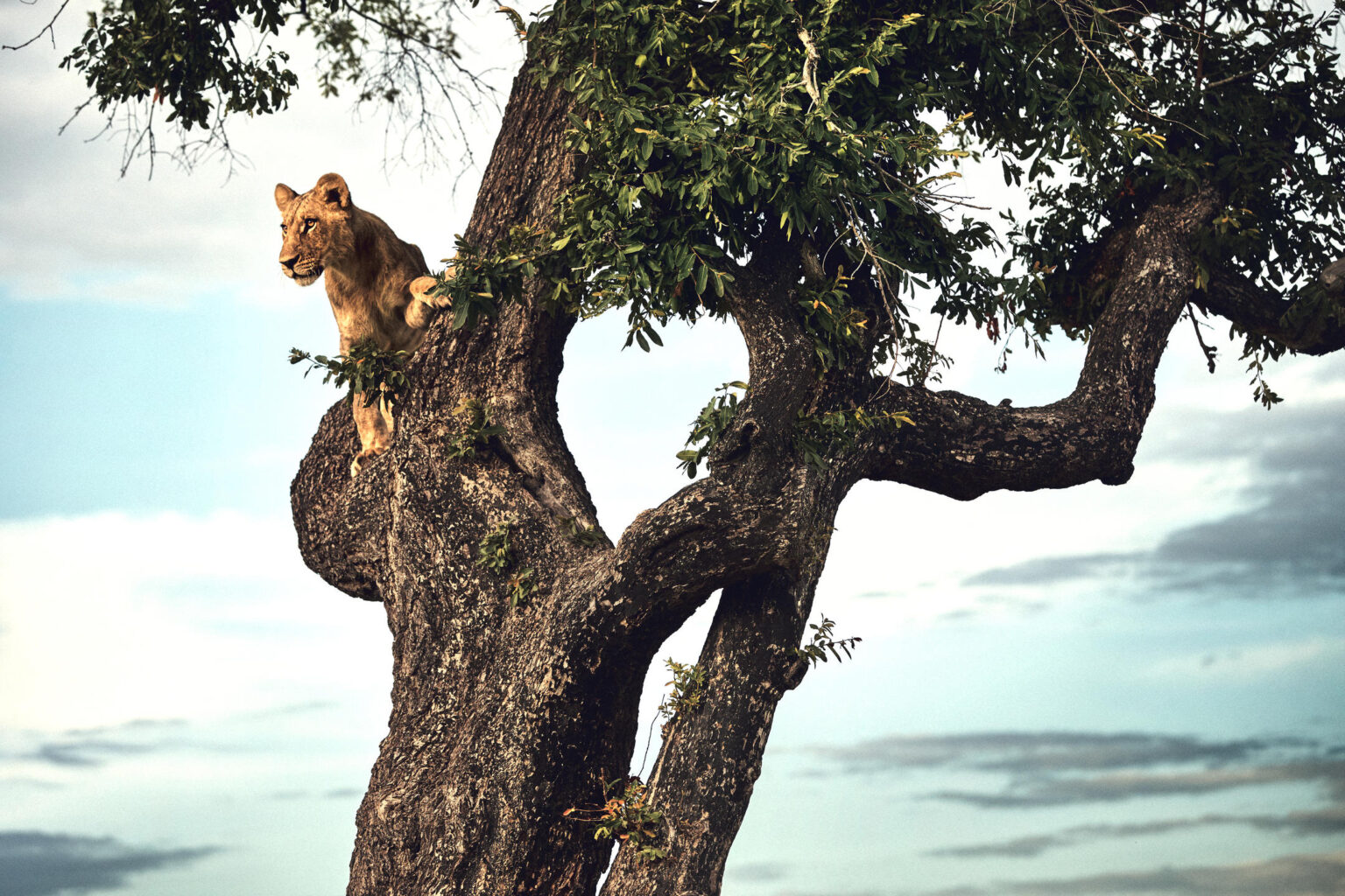 Moremi & Okavango Delta Lodge Safari